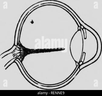 . Der Fundus oculi der Vögel, vor allem durch die ophthalmoskop [microform] gesehen: eine Studie, die in der vergleichenden Anatomie und Physiologie. Ophthalmoskopie; Auge; Ophtalmoscopie; Oiseaux; Oeil; Vögel. Kig. il. Kini oder (Apteryx Apteryz mantetli).. Bitte beachten Sie, dass diese Bilder sind von der gescannten Seite Bilder, die digital für die Lesbarkeit verbessert haben mögen - Färbung und Aussehen dieser Abbildungen können nicht perfekt dem Original ähneln. extrahiert. Holz, Casey A. (Casey Albert), 1856-1942. Chicago: Lakeside drücken Sie Stockfoto