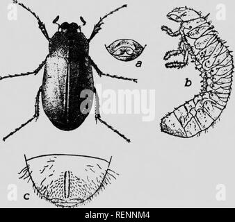 . Klasse Buch der wirtschaftlichen Entomologie [microform]: mit besonderem Bezug auf die wirtschaftliche Insekten der Norden der USA und in Kanada. Schädlinge; Entomologie; Entomologie; Insectes nuisibles, Lutte contre les; Schädlinge; Insectes nuisibles. Larve. (, L //, R/.â â, /, -,). Bitte beachten Sie, dass diese Bilder sind von der gescannten Seite Bilder, die digital für die Lesbarkeit verbessert haben mögen - Färbung und Aussehen dieser Abbildungen können nicht perfekt dem Original ähneln. extrahiert. Lochhead, William, 1864-1927. Philadelphia: s. Blakiston's Sohn Stockfoto