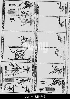 . Klasse Buch der wirtschaftlichen Entomologie [microform]: mit besonderem Bezug auf die wirtschaftliche Insekten der Norden der USA und in Kanada. Schädlinge; Entomologie; Entomologie; Insectes nuisibles, Lutte contre les; Schädlinge; Insectes nuisibles. Und CLASSIKICATION UtSCKII. lN der tOMMDN INSKcrS J 47. Bitte beachten Sie, dass diese Bilder sind von der gescannten Seite Bilder, die digital für die Lesbarkeit verbessert haben mögen - Färbung und Aussehen dieser Abbildungen können nicht perfekt dem Original ähneln. extrahiert. Lochhead, William, 1864-1927. Philadelphia: s. Blakiston's Sohn Stockfoto