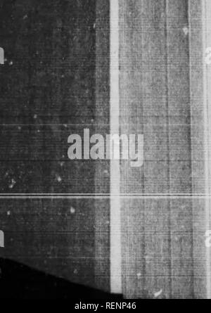 . Ein beliebtes Handbuch der Vögel von Kanada und den Vereinigten Staaten [microform]. Oiseaux; Vögel. Ich 86 WATEN BIROS.. ing fast jedes natürliche Feind Sie encotinter. In der Tat, der wichtigsten Verteidigung der Art scheint in der Kraft ihrer Gliedmaßen zu sein und die verdichtete Form von ihren Körpern, die es Ihnen ermöglicht, durch das Gras und Kräuter mit größter Schnelligkeit und Schweigen zu übergehen. Sie haben auch ihre überdachte Pfade in die Sümpfe, durch die verfilzte Gras, durch die Sie wie Ratten Versteckt starten, ohne jemals gesehen zu werden; beim Schließen gedrückt, können Sie sogar den Duft eines Hundes Entweichen durch divi Stockfoto