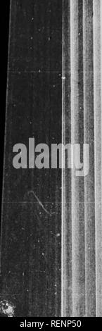 . Ein beliebtes Handbuch der Vögel von Kanada und den Vereinigten Staaten [microform]. Oiseaux; Vögel. Ich 83 WATVÖGEL.. Bitte beachten Sie, dass diese Bilder sind von der gescannten Seite Bilder, die digital für die Lesbarkeit verbessert haben mögen - Färbung und Aussehen dieser Abbildungen können nicht perfekt dem Original ähneln. extrahiert. Nuttall, Thomas, 1786-1859; Chamberlain, Montague, 1844-1924. Toronto: Musson Stockfoto