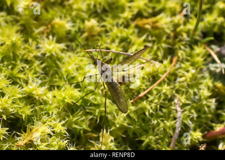 Viele Mücken sind eines der Probleme der nördlichen Tundra. moskito auf moss Abdeckung Stockfoto