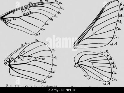 . Klasse Buch der wirtschaftlichen Entomologie [microform]: mit besonderem Bezug auf die wirtschaftliche Insekten der Norden der USA und in Kanada. Schädlinge; Entomologie; Entomologie; Insectes nuisibles, Lutte contre les; Schädlinge; Insectes nuisibles. (I. ASSIFIfATIDN - und DKSCRIPTION DER GEMEINSAMEN INSEKTEN 171. - Vfnalion eines (iaiiaitj (/) unois). [Aflfr Cumilock.) Abb. 112.- "enation eines saturniiti (tiihalal. (Nach Coimloik.). Bitte beachten Sie, dass diese Bilder aus gescannten Seite Bilder, die digital für die Lesbarkeit verbessert haben mögen - Färbung und Aussehen dieser Abbildungen extrahiert werden Stockfoto