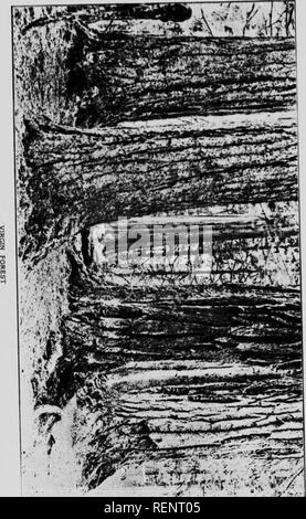 . Das Holz von British Columbia [microform]. Holzschlag; Forêts et Forêts; Forstwirtschaft; die Wälder und die Forstwirtschaft. ^J'." -. Ttli-wr: 4 Sjr-r. Bitte beachten Sie, dass diese Bilder sind von der gescannten Seite Bilder, die digital für die Lesbarkeit verbessert haben mögen - Färbung und Aussehen dieser Abbildungen können nicht perfekt dem Original ähneln. extrahiert. Schön, C.F. (Charles Fenn), 1863 oder 4-1940. Vancouver: hübschen Holzboerse Stockfoto