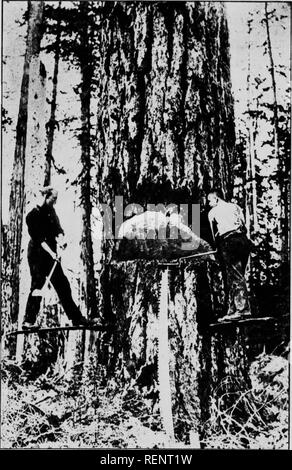 . Das Holz von British Columbia [microform]. Holzschlag; Forêts et Forêts; Forstwirtschaft; die Wälder und die Forstwirtschaft. Die Preisunterbietung TANNE. Bitte beachten Sie, dass diese Bilder sind von der gescannten Seite Bilder, die digital für die Lesbarkeit verbessert haben mögen - Färbung und Aussehen dieser Abbildungen können nicht perfekt dem Original ähneln. extrahiert. Schön, C.F. (Charles Fenn), 1863 oder 4-1940. Vancouver: hübschen Holzboerse Stockfoto