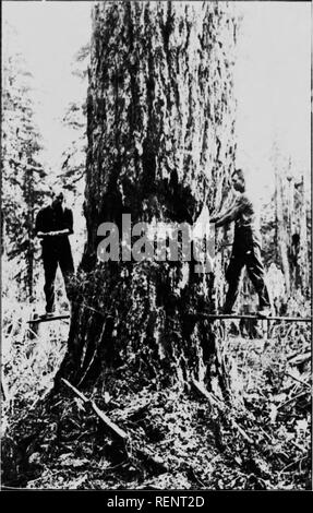 . Das Holz von British Columbia [microform]. Holzschlag; Forêts et Forêts; Forstwirtschaft; die Wälder und die Forstwirtschaft. Der TANNE. Bitte beachten Sie, dass diese Bilder sind von der gescannten Seite Bilder, die digital für die Lesbarkeit verbessert haben mögen - Färbung und Aussehen dieser Abbildungen können nicht perfekt dem Original ähneln. extrahiert. Schön, C.F. (Charles Fenn), 1863 oder 4-1940. Vancouver: hübschen Holzboerse Stockfoto