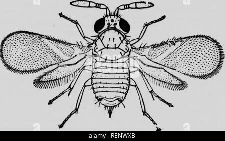 . Feinde der Landwirte und deren Behebung [microform]. Schädlinge; landwirtschaftliche Schädlinge; landwirtschaftliche Schädlinge; Animaux et Plantes nuisibles, Lutte contre les ennemis des; Kulturen; Ennemis des Kulturen, Lutte contre les. 30. Pewtiua Misella.. Bitte beachten Sie, dass diese Bilder sind von der gescannten Seite Bilder, die digital für die Lesbarkeit verbessert haben mögen - Färbung und Aussehen dieser Abbildungen können nicht perfekt dem Original ähneln. extrahiert. British Columbia. Abt. der Landwirtschaft. Victoria, B.C.: R. Wolfenden Stockfoto