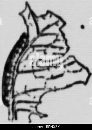 . Der Schutz der Pflanzen [microform]. Plantes; Krankheiten; Insektizide; landwirtschaftliche Schädlinge; Ennemis des Kulturen, Lutte contre les; Insektizide. "AbUca Wurm - 7. - 1. Vor der Aussaat desinfizieren. EED, mit korrosiven sublimieren. "Si" g V^1 Tablette für 1 Pmt von Wasser, für 10 Minuten. ^ "wen" rT'''''''''^*'"' '^'^f™ * "d^--nd" • "Gut verrotteten Stallmist. 3. Wenn trnnspfanting Kopfkohl oder Blumenkohl, eine Scheibe von bitumenpapier. 2 oder 3 Zoll im Durchmesser, um jedes Werk; das Zentrum wird Schlitz wie ein Star, die Enden werden. Die erste angehoben allo werden Stockfoto