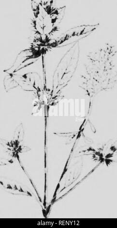 . Unkraut und Unkrautsamen illustriert und beschrieben [microform]. Unkraut; Mauvaises herbes; Mauvaises herbes; Unkraut. 52 Unkraut und UNKRAUTSAMEN. Amerikanische drachenbekrönter Stab {Dracocephalum paniflorum Nutt.) ist eine jährliche oder zweijährliche ziemlich weit in die Prärie Provinzen verteilt. Die Samen sind ähnlich denen von Hedge Nettle, aber mehr (J-Zoll) und M schmaler, die doppelt so lang wie breit, eher eckige und einige - was winged und entlang der Winkel in der Nähe des Apex zerknittert. Die basale Narbe ist groß und gebogen, mit einem Schlitz in der Mitte, die ihr das Aussehen eines Mundes; Farbe Dunkelbraun; die äußere&lt;' auf Stockfoto