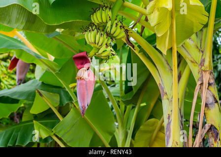 Banane Blume und unreife Früchte an einem Baum im Garten im August in Bangkok, Thailand. Stockfoto