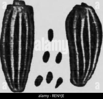 . Unkraut und Unkrautsamen illustriert und beschrieben [microform]. Unkraut; Mauvaises herbes; Mauvaises herbes; Unkraut. Gemeinsame Ragweed (Amhrusia artemisiifulia L.) ist die am weitesten verbreitete distrib-beigetragen Mitglied dieser (iroup, ix'ing besonders im südwestlichen Ontario reichlich vorhanden. Es ist eine jährliche, grobem, i) ranehinji Pflanze mit behaarten Stängel. s 2 bis 4 Fuß hisrh. Blätter dünn, glatt, grau-weißen unterhalb von kurzen, flaumige Haare, viel geschnitten, pinnatifid, zweimal geteilt. Die Blüten ähneln stark der Großen Ragweed aber kleiner sind. Das Saatgut aus, V bis ich eines Zoll lang, matt Licht stniw zu dar Stockfoto