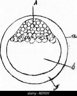 . Häuslich Forellen [microform]: Wie zu züchten und sie wachsen. Fisch Kultur; Forellen; Fischzucht; Truite. %M 102 107. Bitte beachten Sie, dass diese Bilder sind von der gescannten Seite Bilder, die digital für die Lesbarkeit verbessert haben mögen - Färbung und Aussehen dieser Abbildungen können nicht perfekt dem Original ähneln. extrahiert. Stein, Livingston, 1836-1912. Boston: J.R.Osgood Stockfoto