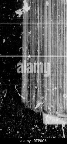 . Der Sportler und Naturforscher in Kanada, oder Noten, die auf der natürlichen Geschichte des Spiels, Federwild und Angeln dieses Landes [microform]. Natural History; Spiel und Spiel - Vögel, Fische, Sciences Naturelles; Gibier; Poissons. 324 PERCED^. i^m: • li'. Söhne in Kanada, die der Meinung sind, dass es sich um eine besondere Spezies, und expatiate auf seine große Überlegenheit über alle anderen Basse. In, ist jedoch sehr sorgfältig in die Angelegenheit erkundigt, bin ich überzeugt, dass Ihe zwei identisch sind, und freue mich, von einem privaten Brief von der Fischerei Betriebsleiter der unteren Kanada, er ist ebenfalls dieser Meinung erfahren. Obwohl Stockfoto