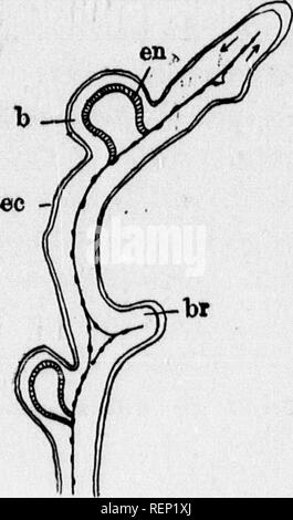 . Ein Lehrbuch der wirbellosen Morphologie [microform]. Wirbellose; Morphologie (Tiere); Invertébrés; Morphologie (ANIMAUX). 628 wirbellose Morphologie.. Der Test; der Hohlraum enthält Es ist kontinuierlich mit dem Körper - zölom und ist daher b}' Mesoderm gesäumt und ist in zwei Abteile durch eine Längs- Partition, der zurück zu seinem Ursprung von der posterioren Wand des Branchial sac der ursprünglichen individuellen zurückverfolgt werden kann. Da ektodermalen Gewebe zwischen dem Mesoderm und die innere Oberfläche des Tests liegt, zum Ausläufer enthält alle drei Teile des Keim-Schichten, und ein Teil der e Stockfoto