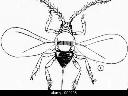 . Bericht der Entomologe und Botaniker (James Fletcher, F.R.S.C., F.L.S.), 1894 [microform]. Schädlinge; Insectes nuisibles. liXPERIMEyTAL Farmen. Aussehen der^n'.^ â. ^7^^"^ dann alle, Wenn die skalare/cruSbrf''"""^Â°'-"^^^' ish ölige Flüssigkeit wird anl.. ^ ^.^'''^P'^S. "Gelb-ing Der ^ oft yelK i^r h"^'t^." • "^â¢"^^"&gt; - und ab nd zu kriechen" Es t^f^"'''* "^â ¢'^*^^ f-fterthe Bäume W I). '"''^'^'^'^^ Kurz im Sommer gibt es f;."'^''" "''"'^^"""" durch. T, e Insekt T'. &Qu Stockfoto