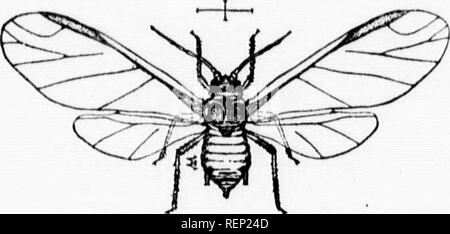 . Bericht der Entomologe und Botaniker (James Fletcher, F.R.S.C., F.L.S.), 1894 [microform]. Schädlinge; Insectes nuisibles. Ich BERICHT DES EXTOMOLOOIST AXD BOTANIKER. m ausgehöhlt; und vor allem in-tra, in der gleichen Weise&gt; rospUa, Walker, auf S. Freepian, der Freien-od Würmer Essen&gt; f meine Eartletts von N. S., beschwerte sich&gt; s Sie OS ledy verletzt wurden. • Impa cerasi, Peek, der viel Verletzungen zu Ebs. Herr G." W. eryman, der Hatzic,; herry Bäume leiden - Ba" auf; Ich sprühte die Schnecken gelogen, aber oung Bäume schlecht, von 300 Gallonen ng die Gefahr der "Kranken für Reis von frischem Lime erlassen. Stockfoto