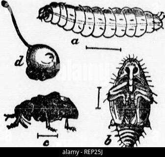 . Bericht der Entomologe und Botaniker (James Fletcher, F.R.S.C., F.L.S.), 1894 [microform]. Schädlinge; Insectes nuisibles. 196 experimentelle Farmen.. Figr. 6. âThe Pflaume Curculio Novembe? 20.!T 89?: "'^'''""""""^^""^^^^^^^^^^ -- "von Branchen. Toronto, wo "l" ey hl^^^^^^^^^^^^ 7 '^'^^''' *Â"Â"*Â"-Â°^^ P-^-^ W'e Baum. Fast raarvollous - larr 7 nl. ''T""''*]""'. * Â¢'^^'''^'^'^'^ Â" n. nisse verbessert worden sind, sagen, daß die beste tlerhave? v; r Hi Z'o "" "u"'^''^^"-P-kers von Huron County wurde aber wenige Stockfoto