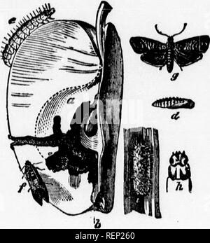 . Bericht der Entomologe und Botaniker (James Fletcher, F.R.S.C., F.L.S.), 1894 [microform]. Schädlinge; Insectes nuisibles. Bericht der Entomologe und Botaniker. 196 Hölzer, und dann und kann im Allgemeinen ible Bedingungen für Armee Wurm ist Vater geben tliem n speziellen Lebensraum, haben eine reiche 1 nur Bewegen ure. Wenn liow-) an einem anderen Ort. Nother von Pflug - 3 tlie Kante ging zu haben. Entlang der Raupen kommen nach ein paar Versuchen, indem Sie uggests, '&lt; mit einem swer diesem Zweck Ling. Wenn ein Protokoll) llected Es gibt s, der Graben wird I. Im Fall von s auf der gegenüberliegenden â Stockfoto