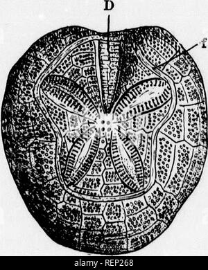 . Ein Lehrbuch der wirbellosen Morphologie [microform]. Wirbellose; Morphologie (Tiere); Invertébrés; Morphologie (ANIMAUX). 672 wirbellose MORPIIOLOOY. Alle Platten von tlie apikalen System gehören, und gleichzeitig das aual Öffnung seiner Position kann in der Mitte des apikalen System verlassen und befindet sich in der interradius A/i werden, entweder am Rand des flachen disklike Test, oder sogar auf seine mündlichen Oberfläche. Eine markierte bilaterality der Form ist somit entwickelt, die vielleicht noch mehr von einem ausgeprägt werden mi-gration der Mund entfernt vom Zentrum von t^e orale Fläche entlang der Li Stockfoto