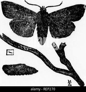 . Bericht der Entomologe und Botaniker (James Fletcher, F.R.S.C., F.L.S.), 1894 [microform]. Schädlinge; Insectes nuisibles. Abb. 2 - Die Armee Wurm. Die^ RMY Wurm. (Leucania unipuncia, Haw.) angreifen. âBrown, oder manchmal schwärzlich, gestreiften Raupen (Fi" "g Gras und Getreide, und '^.. ne motns uuuce m Juni. Diese legen Eier für die zweite Brut, die in der Regel viel mehr Reiche und destruktiv. Von der zweiten Hälfte des Juli, in diesem Teil von Kanada, die jungen Raupen sind groß genug, wenn reichlich, Aufmerksamkeit durch ihre Raubzüge gewinnen. Sie sind voll gewachsen von etwa Stockfoto