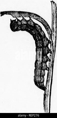 . Bericht der Entomologe und Botaniker (James Fletcher, F.R.S.C., F.L.S.), 1894 [microform]. Schädlinge; Insectes nuisibles. 192 experimentelle Bauernhöfe. Wenn Sie eine Fruchtart ist stark befallen, denke ich, daß es gut wäre, sie zu schneiden, bevor es ia weitgehend ausgereift; die meisten Larven würde dann in die Scheune, wo die Bedingungen nicht so für ihre Entwicklung günstig wäre, berücksichtigt werden, und diejenigen, die überleben, haben und werden Motten, wäre weniger Schaden in der nächsten Saison. Ernte, wenn nicht ganz ausgereift, keinen wesentlichen Einfluss auf den Wert der Ernten, die bereits durch die caterp beschädigt werden Stockfoto