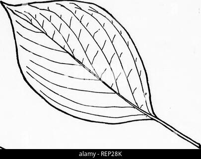 . Die Bäume von nordöstlichem Amerika [microform]: Abbildungen von Original Skizzen. Bäume, Blätter, Arbres; Feuilles. [BI-Blätter gegenüber, m. Bitte beachten Sie, dass diese Bilder sind von der gescannten Seite Bilder, die digital für die Lesbarkeit verbessert haben mögen - Färbung und Aussehen dieser Abbildungen können nicht perfekt dem Original ähneln. extrahiert. Newhall, Charles S. (Charles Stedman), 1842-1935. New York; London: G. S. Putnam's Sons Stockfoto