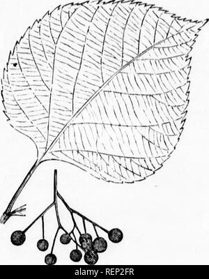 . Die Bäume von Amerika [microform]: einheimische und ausländische, bildhaft und botanisch beschrieben und wissenschaftlich und Populär beschrieben, vor allem in Bezug auf die Geographie und Geschichte, Boden und Lage, Vermehrung und Kultur, Unfälle und Krankheiten angesehen werden…. Bäume; Arbres. 48 TILIA AMERICANA. Bei thn cxtroinitit'S. Tlie Kelchblätter arc dreieckig - lancfiolatc, pubertierende außerhalb, und wollig. Die Blütenblätter sind länger als die Kelchblätter, und die auf eine gelblich-weiß. Die Staminodien sind eiförmig-Lanzettlichen, genau wie die Blütenblätter, aber kleiner. Der Stil ist manchmal mehr Stockfoto