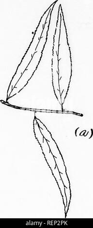 . Die Bäume von nordöstlichem Amerika [microform]: Abbildungen von Original Skizzen. Bäume, Blätter, Arbres; Feuilles. Blätter Alternative. n. Bitte beachten Sie, dass diese Bilder sind von der gescannten Seite Bilder, die digital für die Lesbarkeit verbessert haben mögen - Färbung und Aussehen dieser Abbildungen können nicht perfekt dem Original ähneln. extrahiert. Newhall, Charles S. (Charles Stedman), 1842-1935. New York; London: G. S. Putnam's Sons Stockfoto