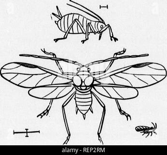 . Ein Lehrbuch der wirbellosen Morphologie [microform]. Wirbellose; Morphologie (Tiere); Invertébrés; Morphologie (ANIMAUX). 498 wirbellose MORPHOLOO Y. aus diesen verschiedenen Teile auf jeder Seite Vereinen zu einem Vas deferens, die in eine Vesicula seminalis und dann erweitern kann, vereint mit seinen Kollegen der gegenüberliegenden Seite, Formen der Ductus eJHCulatorius. Gelegentlich die Vesicula wird getrennt, die sich aus der Sicht der Union der beiden Deferentia, und sehr oft akzessorischen Drüsen auftreten. Der Ductus ejaculatorius öffnet sich in der Regel auf die ventrale Oberfläche des Zehnten abdominal Segment und pro Stockfoto