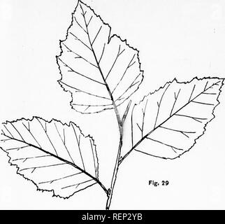 . Die Bäume von nordöstlichem Amerika [microform]: Abbildungen von Original Skizzen. Bäume, Blätter, Arbres; Feuilles. [Alle. Bitte beachten Sie, dass diese Bilder sind von der gescannten Seite Bilder, die digital für die Lesbarkeit verbessert haben mögen - Färbung und Aussehen dieser Abbildungen können nicht perfekt dem Original ähneln. extrahiert. Newhall, Charles S. (Charles Stedman), 1842-1935. New York; London: G. S. Putnam's Sons Stockfoto