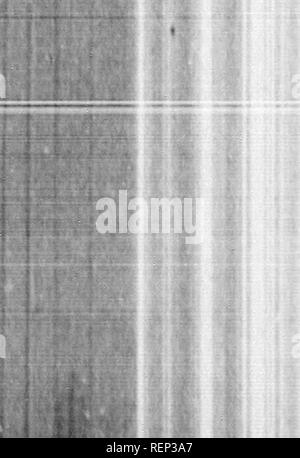 . Ein Lehrbuch der wirbellosen Morphologie [microform]. Wirbellose; Morphologie (Tiere); Invertébrés; Morphologie (ANIMAUX). lil V. 474 MORPHOLOO INVEBTEBRA TE 7. Verschiedene ommatidien. CO pg' Rh Pg* "T Abb. 217. - Ommatidium der Vorabend des Munca (nach HiCKBUN). c=crystiiUiue coue. CO = c'onieii. Pff = piijint' iit Zellen. r=retiimlii - ceUs. Bh = rlmlHloia. T=tiacheii. tv=tmchctil dllutatioD. Andere Sinnesorgane in den verschiedenen Gruppen auftreten, kann aber mehr zufrieden stellend in den speziellen Beschreibungen dieser Gruppen berücksichtigt werden. Wahre nephridia ähnlich denen der Anneliden treten in Peripatus Stockfoto