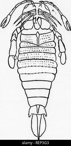 . Ein Lehrbuch der wirbellosen Morphologie [microform]. Wirbellose; Morphologie (Tiere); InvertÃ © brÃ©s; Morphologie (ANIMAUX). Typ Krebstiere. 433 ICH, die Seiten n ie Ier an Fsme erefore Tide, die lediau Hue werden ig. 195, Ol) u-Funktion, ints des 'großen Rax. Jede) f Eine Papille sal Gemeinsame) ular Orgel d Komplexe ry Funktion Ziegelrot";s (COXA) Der apening auf f Der opev - hed gepaart astoraosiug zahlreiche befindet ou - Wenn die Lage reseni-, ffinity Avitli 3 Paläozoikum Überreste von trilobiten haben beèvou" 3. Sechs paar ly von md oarlike, wahrscheinlich für das Schwimmen. Th Stockfoto