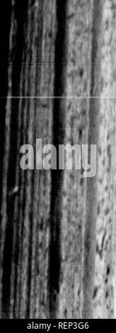 . Geschichte der Expedition unter dem Kommando von Lewis und Clark, zu den Quellen des Missouri River, von dort über die Rocky Mountains und die Columbia River bis zum Pazifischen Ozean [microform]: In den Jahren 1804-5-6 im Auftrag der Regierung der Vereinigten Staaten durchgeführt werden. Lewis und Clark Expedition; Lewis und Clark Expedition; Botanik; Zoologie; Botanique; Zoologie; Indianer Nordamerikas; Indiens d'In. 1174 Erste NACHRICHTEN VON DER WELT. m. Bitte beachten Sie, dass diese Bilder aus gescannten Seite Bilder, die digital für die Lesbarkeit verbessert haben mögen - Färbung und extrahiert werden Stockfoto