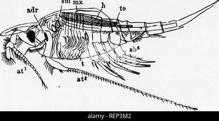 . Ein Lehrbuch der wirbellosen Morphologie [microform]. Wirbellose; Morphologie (Tiere); InvertÃ © brÃ©s; Morphologie (ANIMAUX). Typ Krebstiere. 405 witli der f die Seg-Falten der B FRE-Dccnrs. tteth aud Augen sind ist beloug - ths Der imeutary. re immer die sechste peiidages Lally gut Biitary oder; zu dieser Lüge Euto-SR 50 cm. J Ei als ein d, bevor es ein später in einigen; in der Tat, vor sen t-d aud zu den zwei 1 besitzen, die ich mit einem Ungepaarten e-Gelenkwelle, te flagel-antenn. u landil 'Os tragen eine palp, wie auch der erste maxilhe, da es in diesen letzten Anhängsel in einen langen, schlanken limblike {m verlängert Stockfoto