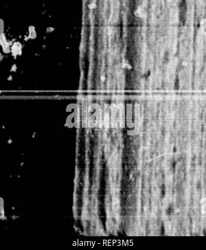 . Geschichte der Expedition unter dem Kommando von Lewis und Clark, zu den Quellen des Missouri River, von dort über die Rocky Mountains und die Columbia River bis zum Pazifischen Ozean [microform]: In den Jahren 1804-5-6 im Auftrag der Regierung der Vereinigten Staaten durchgeführt werden. Lewis und Clark Expedition; Lewis und Clark Expedition; Botanik; Zoologie; Botanique; Zoologie; Indianer Nordamerikas; Indiens d'AmÃ©rique. Â â - â *. ^-^^l. j1r-j,^i 1 1 5 1 - 1::1: i i"} I r!" Ji:. 'V' ti. 1082 UNCACHING im Camp in der Nähe von white bear Inseln. Sofort nach unserer Ankunft fingen wir an Hun Stockfoto