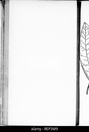 . Das Blatt - Collector's Hand-buch und herbarium [microform]: Eine Hilfe bei der Bewahrung und in der Klassifizierung der Muster Blätter der Bäume von nordöstlichem Amerika. Blätter, Bäume; Feuilles; Arbres. . Bitte beachten Sie, dass diese Bilder sind von der gescannten Seite Bilder, die digital für die Lesbarkeit verbessert haben mögen - Färbung und Aussehen dieser Abbildungen können nicht perfekt dem Original ähneln. extrahiert. Newhall, Charles S. (Charles Stedman), 1842-1935. New York; London: G. S. Putnam's Sons Stockfoto