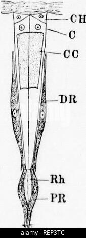 . Ein Lehrbuch der wirbellosen Morphologie [microform]. Wirbellose; Morphologie (Tiere); Invertébrés; Morphologie (ANIMAUX). Typ Krebstiere. 381 lYAiveA Auge ist in der larvenstadien von wahrscheinlich alle Krebstiere, und weiterhin ie eine mehr oder weniger perfekte Form in die Erwachsenen von den meisten Entoniostraca, - eine Gruppe wJiich enthält die mehr Primiti.-^ Formen, - und hat auch in diesen einige der höheren Formen (z.b. erkannt worden Cmngon). Es besteht, wenn Sie gut von drei Patches von Pigment entwickelt, Tassen, i.e. die jeweils liegt eine Gruppe von klaren Zellen von whi di Nerv-libres entstehen an der Optik bilden Stockfoto