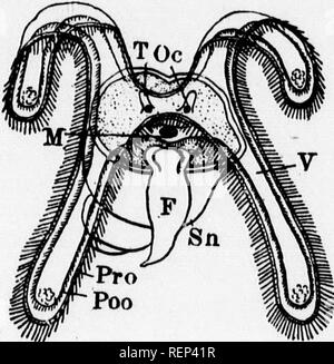 . Ein Lehrbuch der wirbellosen Morphologie [microform]. Wirbellose; Morphologie (Tiere); Invertébrés; Morphologie (ANIMAUX). 320 wirbellose Morphologie.. das Auftreten in den meisten Formen einer Larve knowu als Veliger (Abb. 144) präsentiert, die viele interessante affin ist der Annelid Trochophore. In den frühen Phasen der Entwicklung der Embryo ist strikt bilateralen, mit dem Mund und Anus auf die Extremitäten der Längsachse. Auf der Dor-sal Oberfläche posterior ist ein De-Pression, gesäumt mit Säulenförmige Zellen, die die Larven shell Sezernieren (SH), und dies ist ein Ar Stockfoto