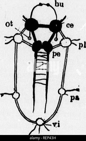 . Ein Lehrbuch der wirbellosen Morphologie [microform]. Wirbellose; Morphologie (Tiere); Invertébrés; Morphologie (ANIMAUX). Art WEICHTIERE A. 281. ance mit der Abwesenheit von metamerie, fehlt die Leiter Anordnung, charakterisiert den Annelida. Dennoch gibt es zwei ganglionic Massen, jedes in typischen Fällen com - gestellt von zwei Ganglien, die mit dem Su homologized sein können-Pra^ scphageal und die Nahesten suboesophageal Ganglien des Betrachtungswinkelabhängiger Formen und sind jeweils als &lt; 6 r.W (Abb. 124, ce) und Pedal (pe) Ganglien. Die foimer liegt oberhalb der Speiseröhre hinter der Bu Stockfoto