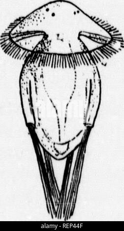 . Ein Lehrbuch der wirbellosen Morphologie [microform]. Wirbellose; Morphologie (Tiere); InvertÃ © brÃ©s; Morphologie (ANIMAUX). 272 wirbellose MQRPHOLOG Y M I I I, b!#? S' Projekt in die Kanäle der Shell begründet wurden sensorische werden, welches eine axiale Nerv-Faser mit einer abschließenden Sen-sory Zelle. Die nephridia (Abb. 120, wir) werden von zwei oder vier {Bhyrwhonella) Trichter-förmige kurze Röhren, die durch eine Fimbriated Mund an einem Ende in die Buchse coeloraic öffnen und schnell Verengung in Richtung des äußeren Endes, öffnen Sie durch eine kleine Pore in den Mantel - oavity vertreten. Zusätzlich zu Ihrer Stockfoto