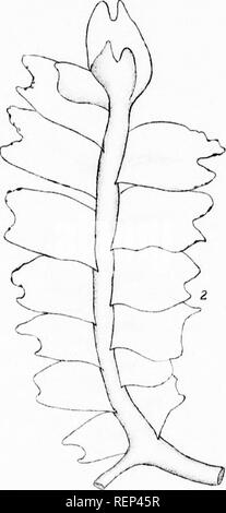 . Liste der Kanadischen hepaticae [microform]. Liverworts; Moose; Hépatiques; Moose. / 11; V 18 17. Bitte beachten Sie, dass diese Bilder sind von der gescannten Seite Bilder, die digital für die Lesbarkeit verbessert haben mögen - Färbung und Aussehen dieser Abbildungen können nicht perfekt dem Original ähneln. extrahiert. Pearson, William Henry, 1849-1923; geologischen und natürlichen Geschichte Übersicht von Kanada. Montreal: W. Foster Brown Stockfoto