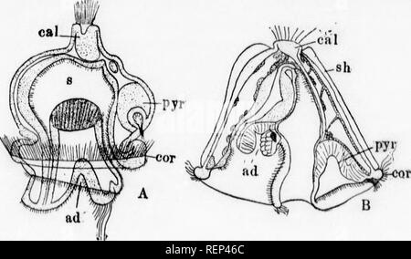 . Ein Lehrbuch der wirbellosen Morphologie [microform]. Wirbellose; Morphologie (Tiere); Invertébrés; Morphologie (ANIMAUX). Typ PROSOPYQIA. 263 phic Form als Vihracula bekannt und besteht aus einer dünnen Filament beweglich artikuliert eine abgerundete Struktur corre - spondiug an den Leiter der Avicularia; Die filameutr Wave ständig hin und her und sind wahrscheinlich Taktile in fuiiction. In vielen Formen, in der Nähe der Mündungen der gewöhnlichen Personen sac - wie Beutel auftreten, in denen die Eizellen ihrer Entwicklung durchlaufen. Diese Strukturen, bekannt als ovicelh (Eig. 116, oc) oder ooeci Stockfoto