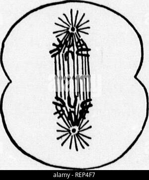. Ein Lehrbuch der wirbellosen Morphologie [microform]. Wirbellose; Morphologie (Tiere); Invertébrés; Morphologie (ANIMAUX). Schwein. 2.-Diagramm, aus dem die Phänomene der Zelle - Abteilung. A, sL' paratioii der Tho (L-iitiosomt niid aichoplasm; Chromatin in skeiu-Bühne. B, so dass vollständig geformte spiudle; chromatin Schleifen gebildet. V, längsteilung von tlie clironuitiu Loops. 2&gt;, eine Trennung von chronuitin Loops und coninieucenient der Teilung des Zytoplasmas. Diejenigen, die nach außen strahlen und sind in der zytoplasmatischen Netzwerk verloren und bilden die Aster. In der Zwischenzeit jedoch wichtige Änderungen haben werden. Stockfoto