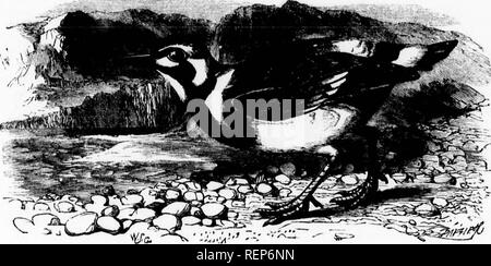 . Die illustrierte Naturgeschichte [microform]. Vögel; Naturgeschichte; Oiseaux; Baron. Die TURNSTONE. 669 Tlie Name ist von seiner Bewegungen bei der Fütterung, zu welchen Zeiten Sie verläuft entlang dem Strand, Kommissionierung bis sandhoppers, marine Würmer und andere Kreaturen, und drehen über die Steine in seinem Kurs für den Zweck des Erhaltens an der Kleinen sucli crustaceaj, die in der Regel in Situationen gefunden werden abgeleitet. Dieser Vogel über einen beträchtlichen Teil der Welt verbreitet ist, Ami ist auch in Nord Amerika, wo sie weiterhin die gleichen Gewohnheiten, die es in Europa unterscheiden. Laut Wilson, ich Stockfoto