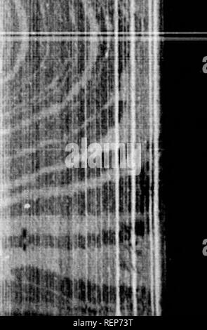 . Die illustrierte Naturgeschichte [microform]. Vögel; Naturgeschichte; Oiseaux; Baron. .* "N. Bitte beachten Sie, dass diese Bilder sind von der gescannten Seite Bilder, die digital für die Lesbarkeit verbessert haben mögen - Färbung und Aussehen dieser Abbildungen können nicht perfekt dem Original ähneln. extrahiert. Holz, J. G. (John George), 1827-1889. London: Routledge, Warne und Routledge Stockfoto