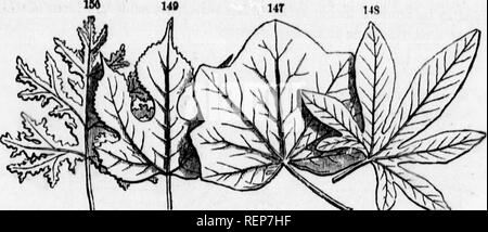 . Klasse - das Buch der Botanik [microform]: die Konturen der Struktur, Physiologie und Klassifizierung von Pflanzen: Mit einem Flora von den Vereinigten Staaten und Kanada. Botanik; Botanik; Pflanzen; pflanzen; Botanique; Botanique; Plantes; Botanique. 88 FORM OB FiaURB. 149 14 T. - Paltuate vflined verlässt. 147, Monispcrmiim Cnnadense. 148, Passifloro cerulea. 149,- Broui sonetift papyrllora. 150, Eiche Geranium. Blätter htc 2&gt; Spalte und almatehj palmatehj parted, entsprechend der Tiefe der Einschnitte, wie oben beschrieben. Aber das Merkwürdigste modi-isierung ist 273. Die pedate, wie ein Vogel, der niedrigste in Stockfoto