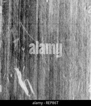 . Reisen in Nordamerika [microform]: Mit seinen natürlichen Geschichte und Indizien der Plantagen und der Landwirtschaft im Allgemeinen: Mit den zivilen, kirchlichen und wirtschaftlichen Zustand des Landes und die Sitten der Einwohner, und mehrere neugierig und wichtige Erläuterungen zu verschiedenen Themen. Natural History; Naturgeschichte; Naturgeschichte; Baron, Baron, Sciences Naturelles. Ich Ifi;!.. Bitte beachten Sie, dass diese Bilder extrahiert werden aus der gescannten Seite Bilder, die digital für die Lesbarkeit verbessert haben mögen - Färbung und Aussehen dieser i Stockfoto