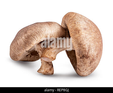 Shiitake Pilz auf weißem Hintergrund. Freistellungspfad Stockfoto