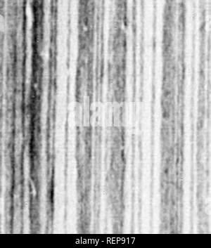 . Reisen in Nordamerika [microform]: Mit seinen natürlichen Geschichte und Indizien der Plantagen und der Landwirtschaft im Allgemeinen: Mit den zivilen, kirchlichen und wirtschaftlichen Zustand des Landes und die Sitten der Einwohner, und mehrere neugierig und wichtige Erläuterungen zu verschiedenen Themen. Natural History; Naturgeschichte; Naturgeschichte; Baron, Baron, Baron. 68. September 1748..m^^ ich! &Gt;! 1. Welche die Vögel difperfed haben können. Theenclofures und verblasst sind hier allgemein von holzbohlen und Pods. Aber ein paar g Stockfoto