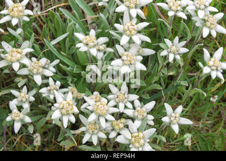 Edelweiss (Leontopodium nivale), Sary Jaz Tal, Issyk-kul-region, Kirgisistan Stockfoto